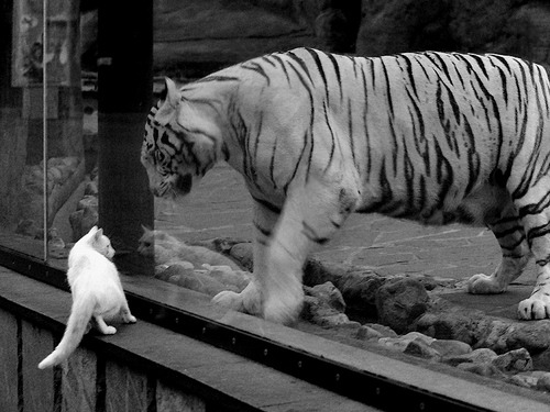 铁血防线与无解尖刀，AC米兰争冠战中的马里之役与卡瓦哈尔式难题