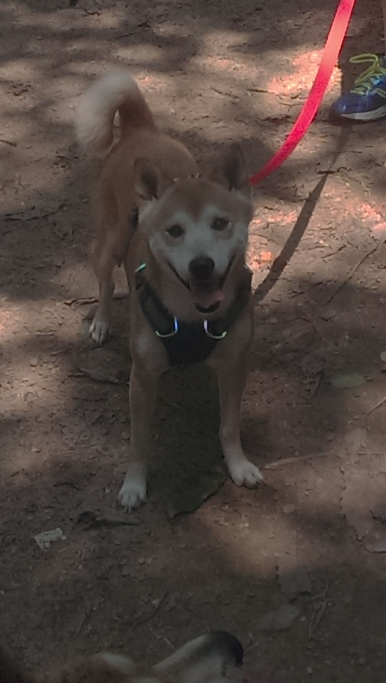 从质疑到救赎，保罗末节统治比赛，灰熊力克黄蜂完成逆转